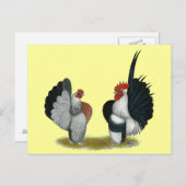 Carte Postale Serama Bantams (Devant / Derrière)