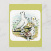 Carte Postale Seraphim Pigeons (Devant)