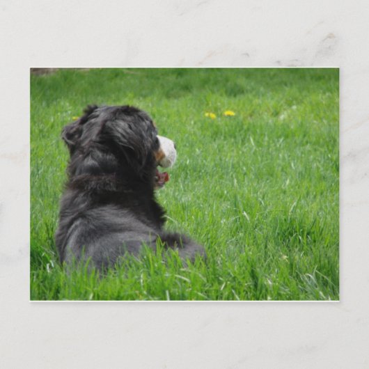 Carte Postale Serena au soleil (Devant)