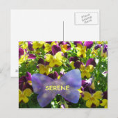 Carte postale Serene Pansy (Devant / Derrière)