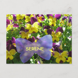 Carte postale Serene Pansy