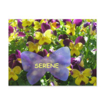 Carte postale Serene Pansy