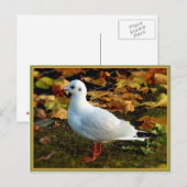 Carte Postale Sérénité (Devant / Derrière)