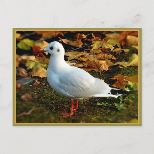 Carte Postale Sérénité (Devant)