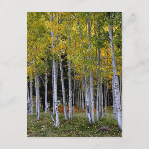 Carte Postale Sérénité dans Gold et Green Aspen