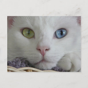 Carte Postale Serenity close-up Postcard