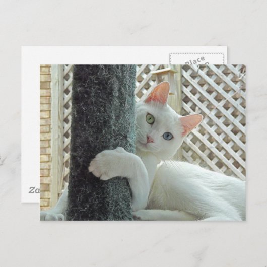 Carte postale serenity enlacée (Devant / Derrière)