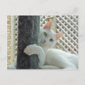 Carte postale serenity enlacée (Devant)