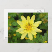 Carte Postale Série de fleurs 2007 (Devant / Derrière)