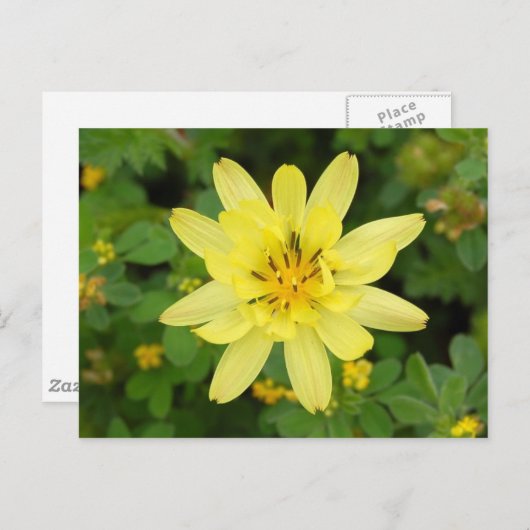 Carte Postale Série de fleurs 2007 (Devant / Derrière)