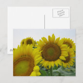 Carte Postale Série de tournesols (Devant / Derrière)