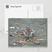Carte Postale Série d'écureuils gris (Devant / Derrière)
