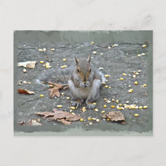 Carte Postale Série d'écureuils gris (Devant)