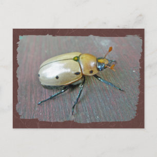 Carte Postale Série du dendroctone du pin (Pelidnota punctata)