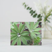 Carte Postale Série Morning Dew (Debout devant)