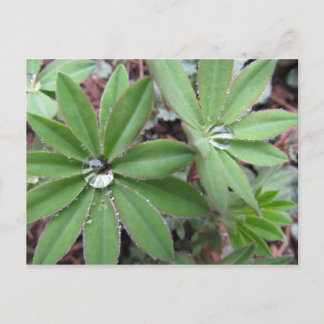 Carte Postale Série Morning Dew