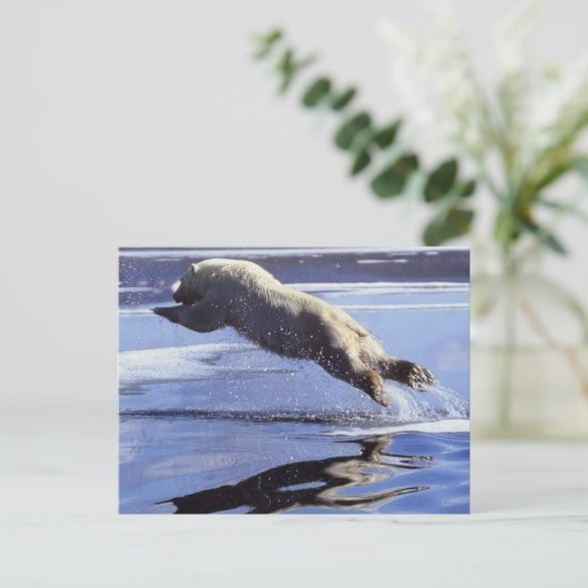 Carte Postale Séries Polar Bear Wildlife #13 Postcard (Debout devant)