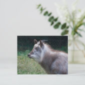 Carte Postale Serow japonais (Debout devant)