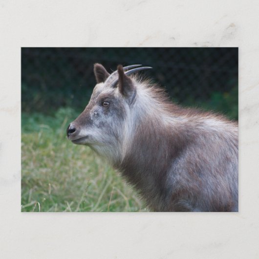 Carte Postale Serow japonais (Devant)
