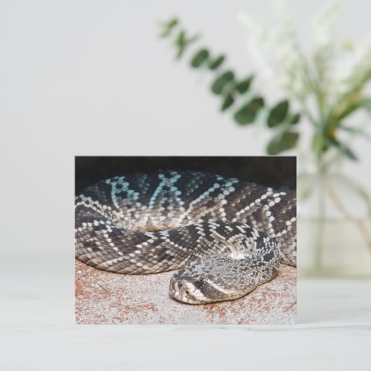 Carte Postale Serpent (Debout devant)