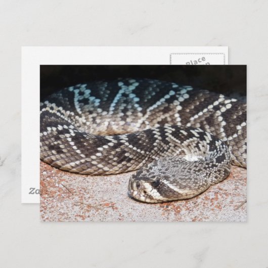 Carte Postale Serpent (Devant / Derrière)