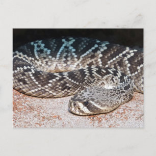 Carte Postale Serpent