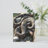 Carte Postale Serpent (Debout devant)