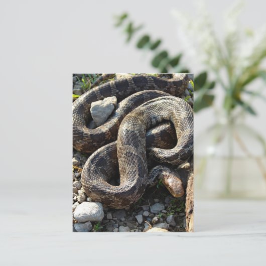 Carte Postale Serpent (Debout devant)