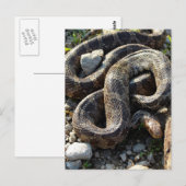 Carte Postale Serpent (Devant / Derrière)