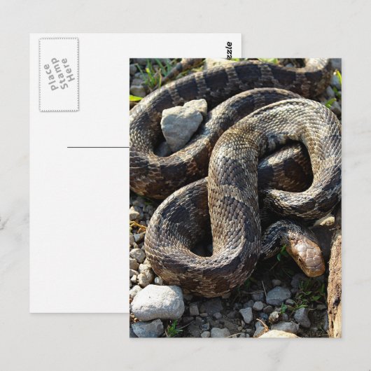 Carte Postale Serpent (Devant / Derrière)