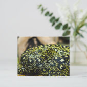 Carte Postale Serpent (Debout devant)