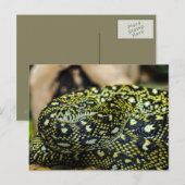 Carte Postale Serpent (Devant / Derrière)
