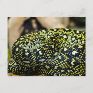 Carte Postale Serpent