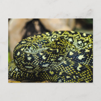 Carte Postale Serpent