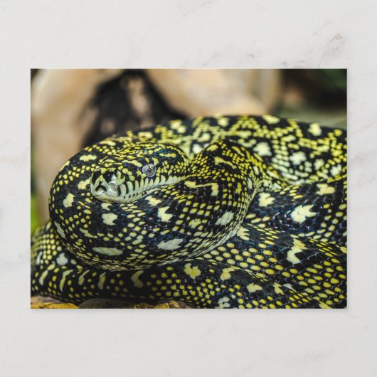 Carte Postale Serpent (Devant)