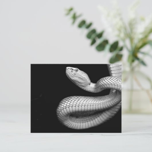 Carte Postale Serpent (Debout devant)