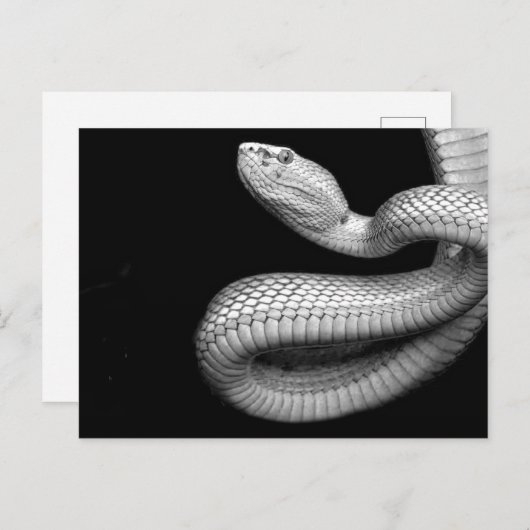 Carte Postale Serpent (Devant / Derrière)