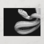 Carte Postale Serpent (Devant)