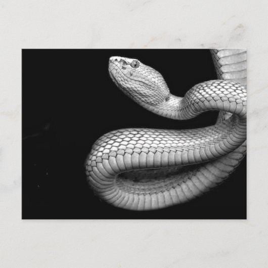 Carte Postale Serpent (Devant)