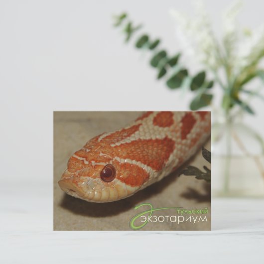 Carte Postale Serpent à cornes (Debout devant)