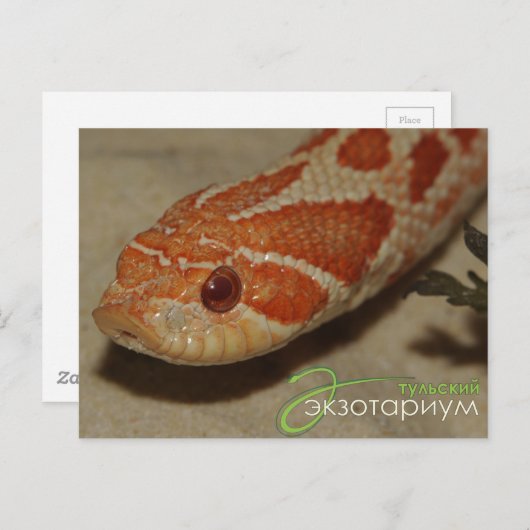 Carte Postale Serpent à cornes (Devant / Derrière)