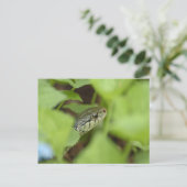 Carte Postale Serpent à couver (Debout devant)