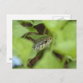 Carte Postale Serpent à couver (Devant / Derrière)