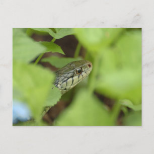 Carte Postale Serpent à couver
