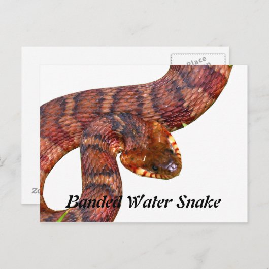 Carte Postale Serpent à eau baignée (Devant / Derrière)