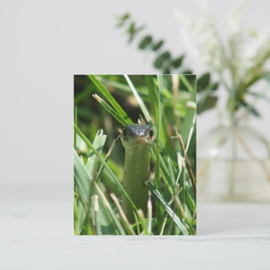 Carte Postale Serpent à jarre à facettes rouges dans l'herbe (Debout devant)
