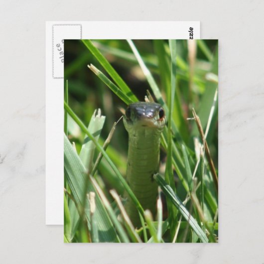 Carte Postale Serpent à jarre à facettes rouges dans l'herbe (Devant / Derrière)