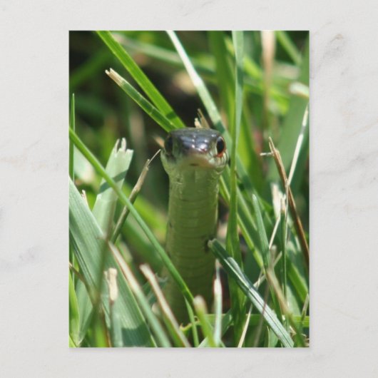 Carte Postale Serpent à jarre à facettes rouges dans l'herbe (Devant)
