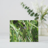 Carte Postale Serpent à jarre à facettes rouges dans l'herbe (Debout devant)