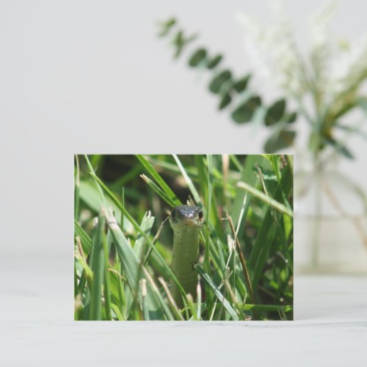 Carte Postale Serpent à jarre à facettes rouges dans l'herbe (Debout devant)